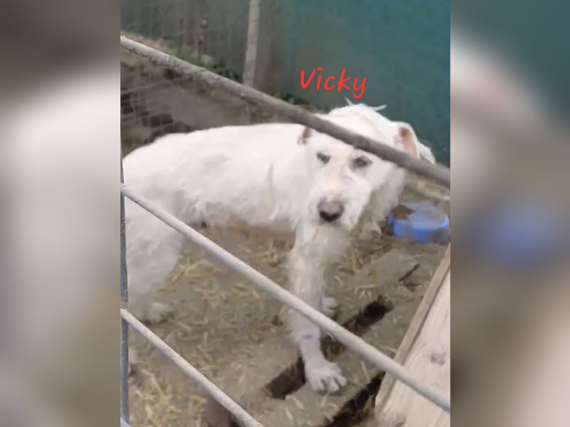 Vicky - Wuschel sucht ihr " Für -immer- Zuhause"