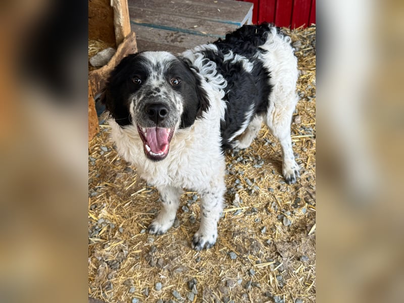 CALIN sucht seine Menschen