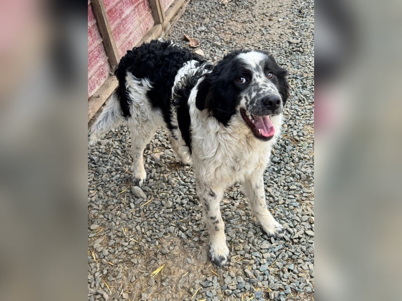 CALIN sucht seine Menschen