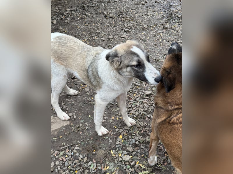 SOARE hätte gerne einen Platz für's Leben