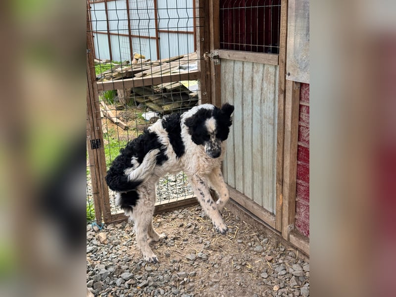 CALIN sucht seine Menschen