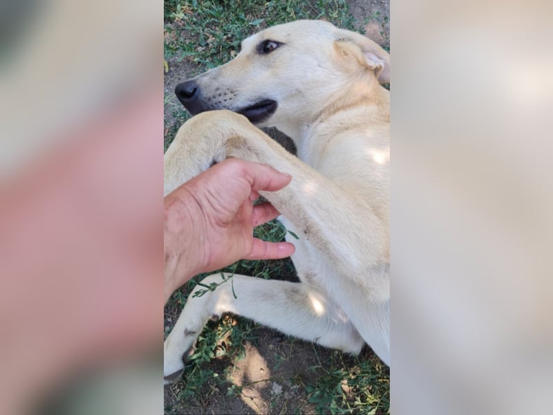 LOLA - sucht ihre Menschen