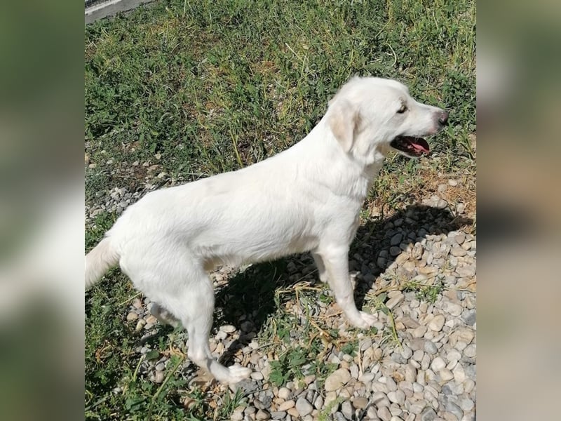 Yuki