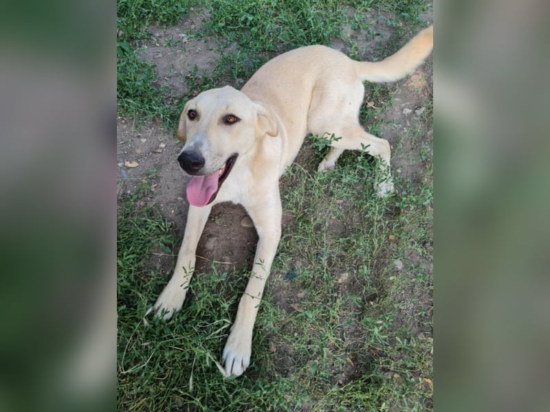 LOLA - sucht ihre Menschen