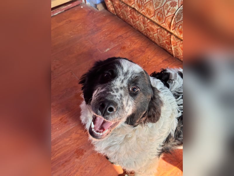 CALIN sucht seine Menschen