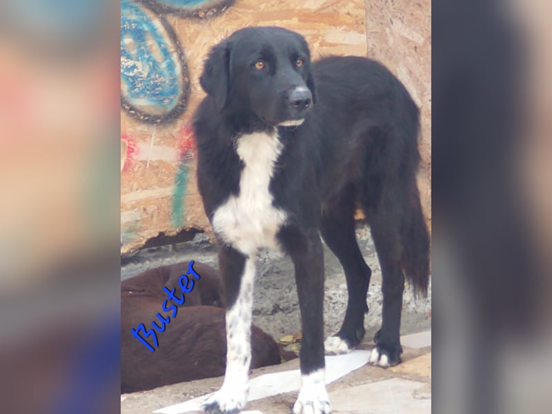 Buster - black is beautyful