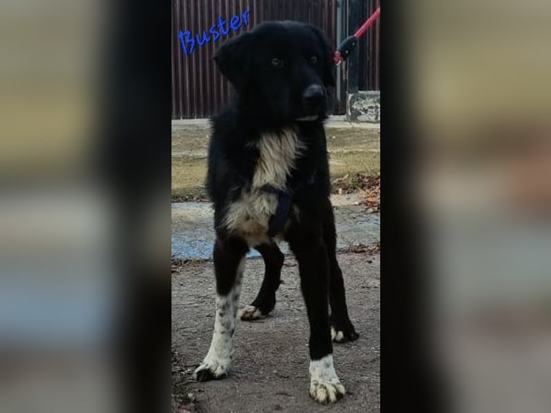 Buster - black is beautyful
