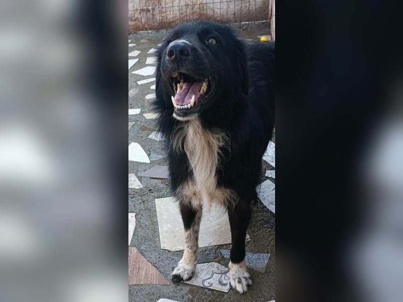Buster - black is beautyful