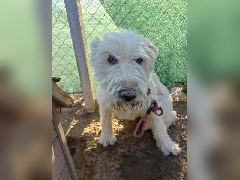 Vicky - Wuschel sucht ihr " Für -immer- Zuhause"