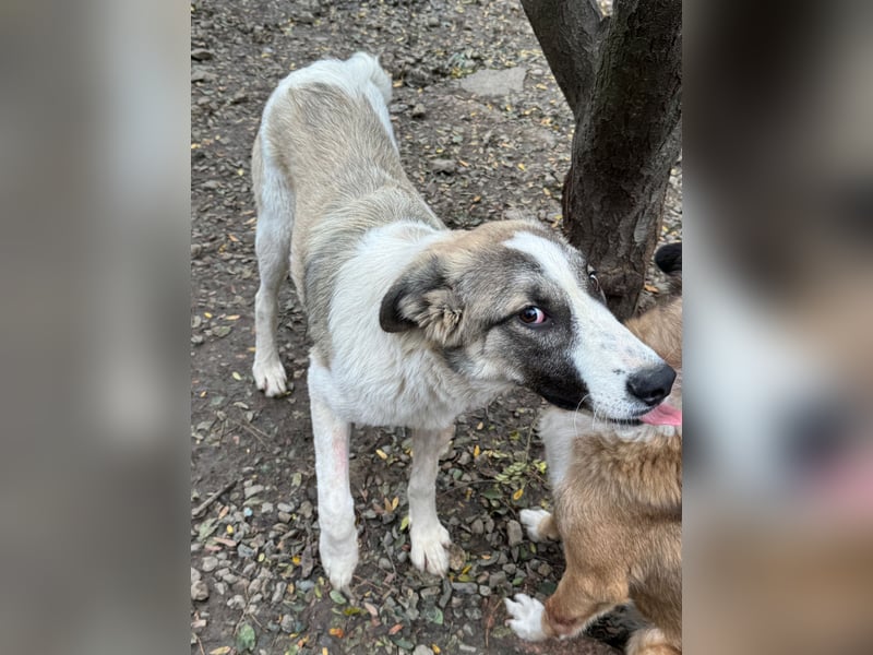 SOARE hätte gerne einen Platz für's Leben