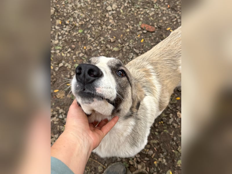 SOARE hätte gerne einen Platz für's Leben