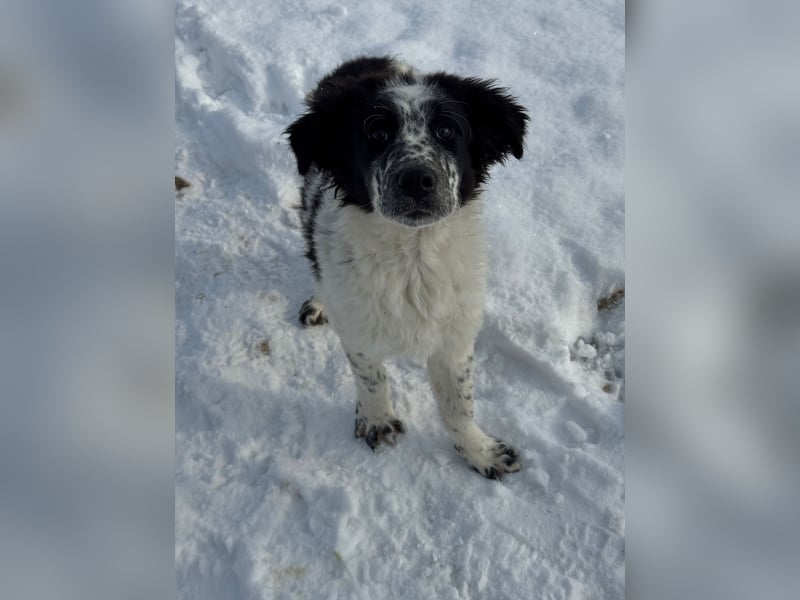 CALIN sucht seine Menschen