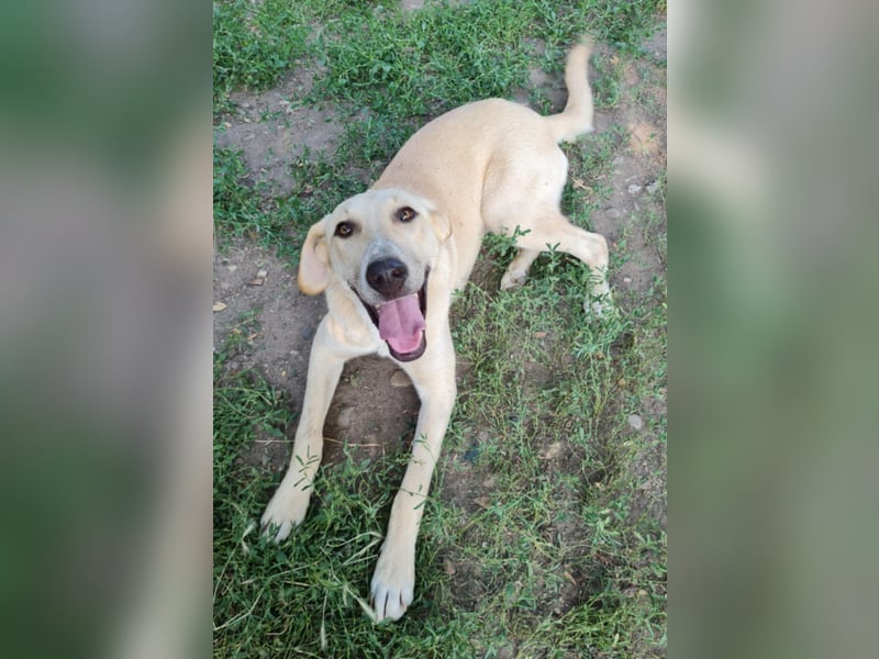 LOLA - sucht ihre Menschen