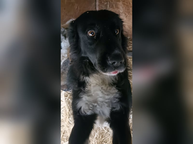 Buster - black is beautyful