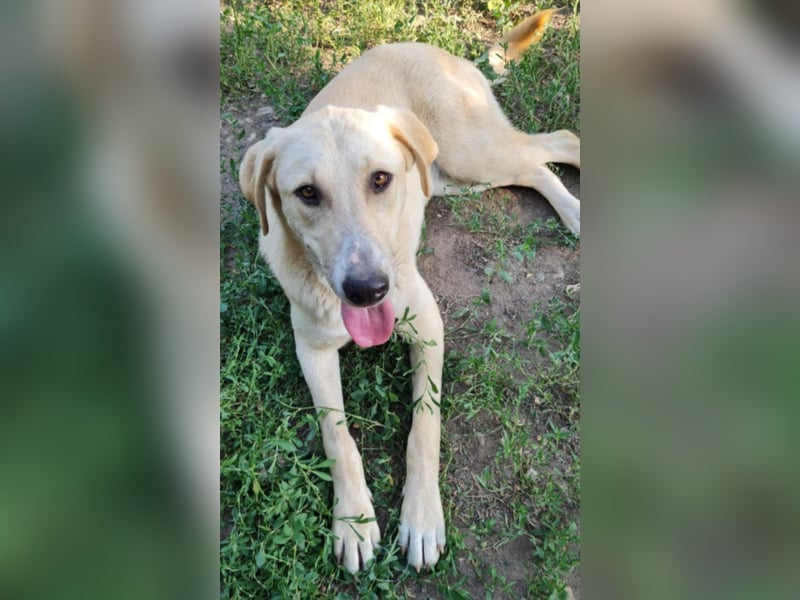 LOLA - sucht ihre Menschen