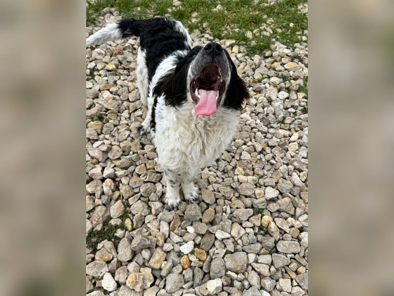 CALIN sucht seine Menschen