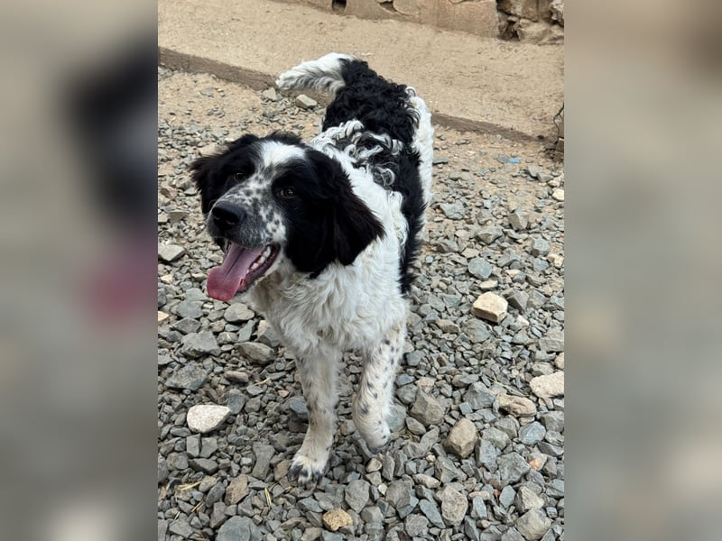 CALIN sucht seine Menschen