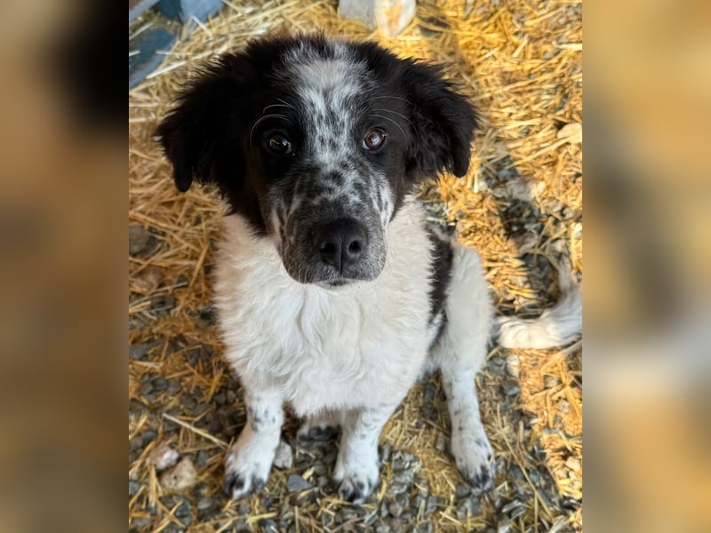 CALIN sucht seine Menschen