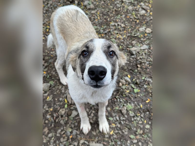 SOARE hätte gerne einen Platz für's Leben