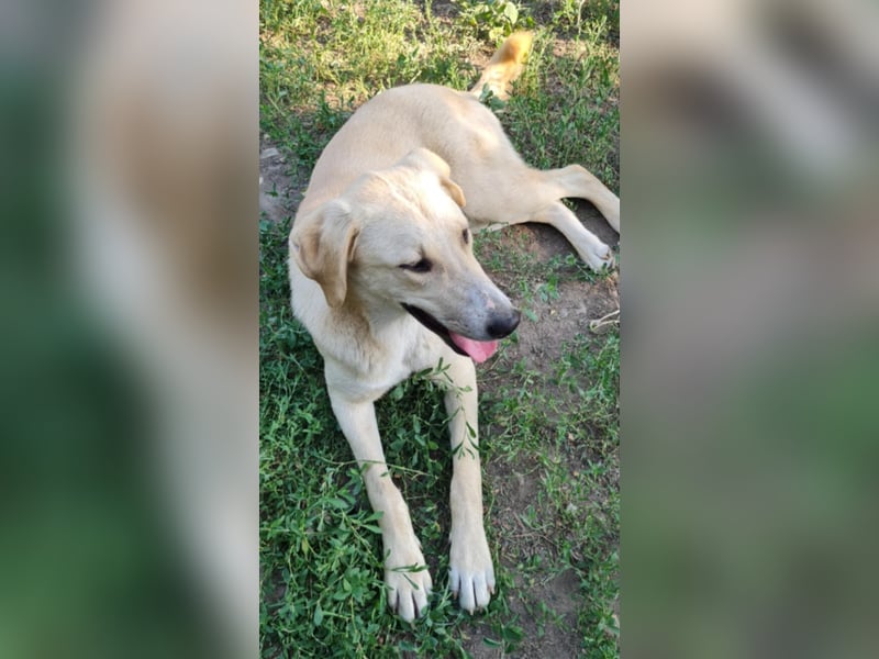 LOLA - sucht ihre Menschen