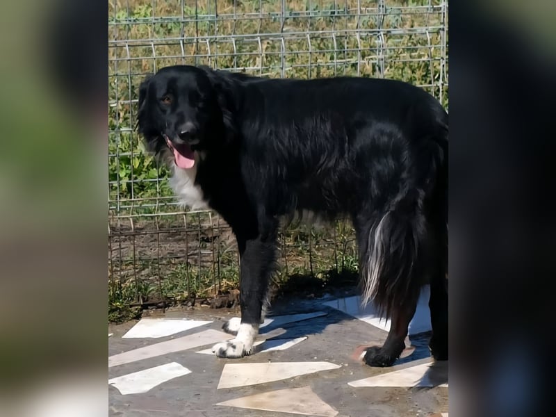 Buster - black is beautyful