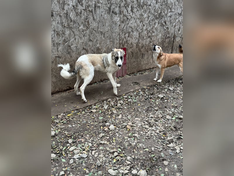 SOARE hätte gerne einen Platz für's Leben