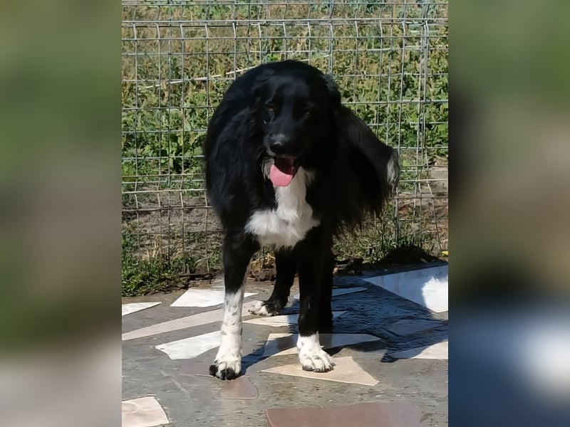 Buster - black is beautyful