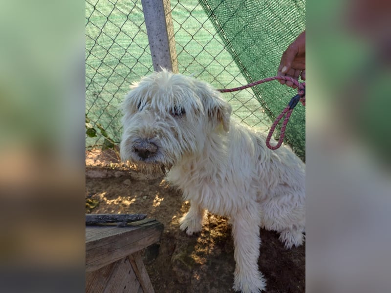 Vicky - Wuschel sucht ihr " Für -immer- Zuhause"