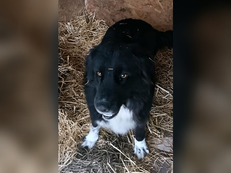 Buster - black is beautyful