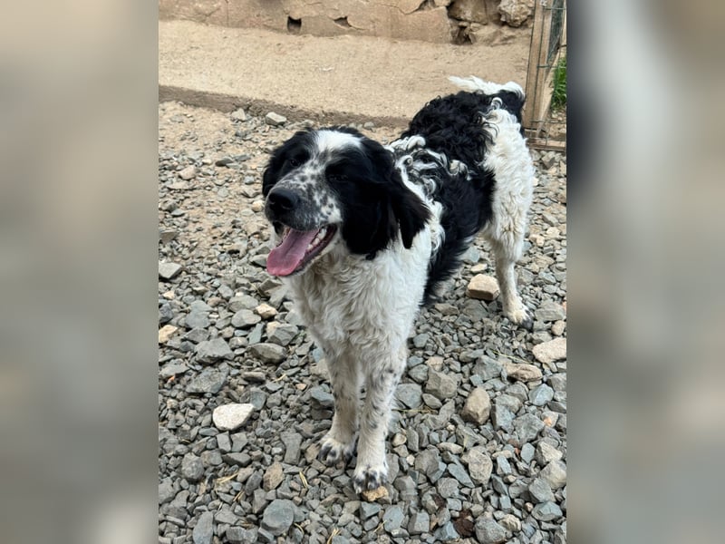 CALIN sucht seine Menschen