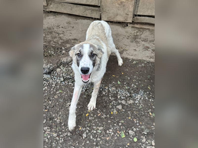 SOARE hätte gerne einen Platz für's Leben