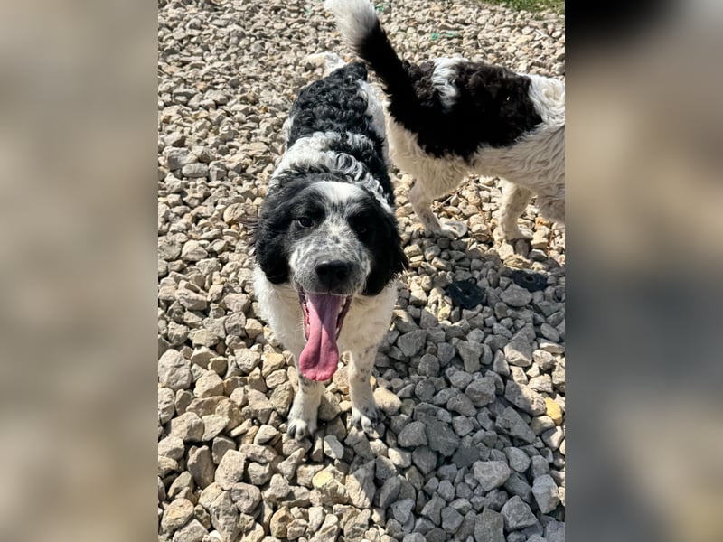 CALIN sucht seine Menschen