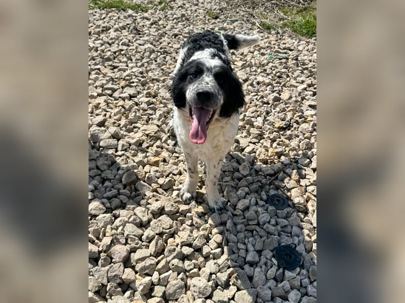 CALIN sucht seine Menschen