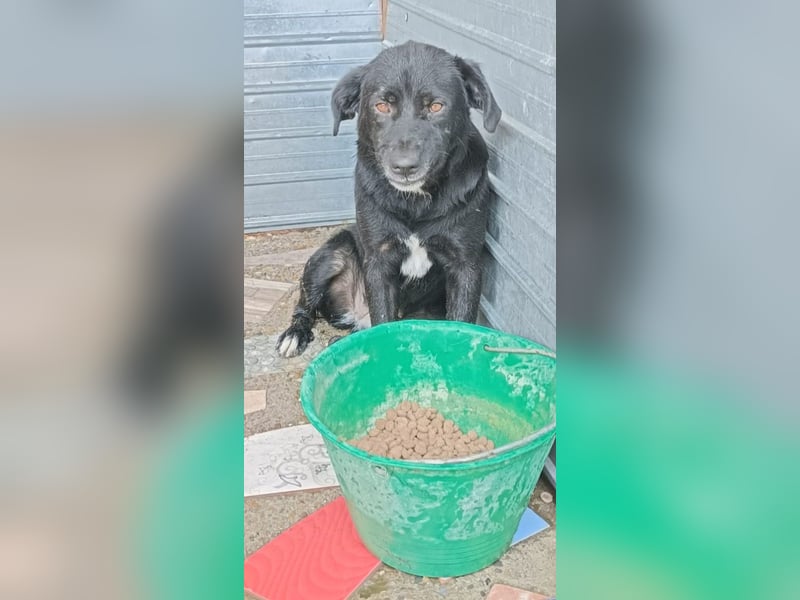 Buster - black is beautyful