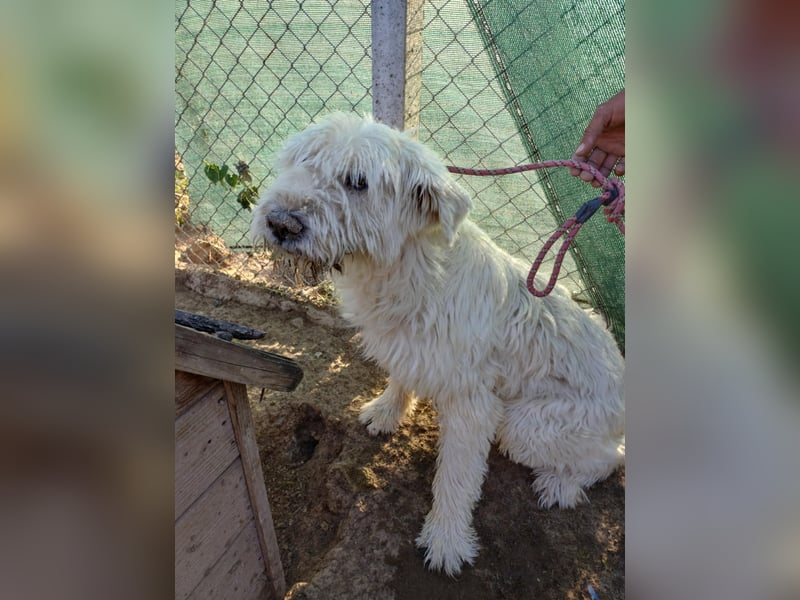 Vicky - Wuschel sucht ihr " Für -immer- Zuhause"