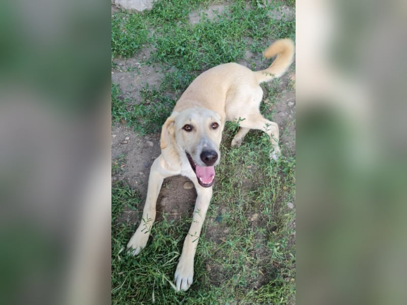 LOLA - sucht ihre Menschen