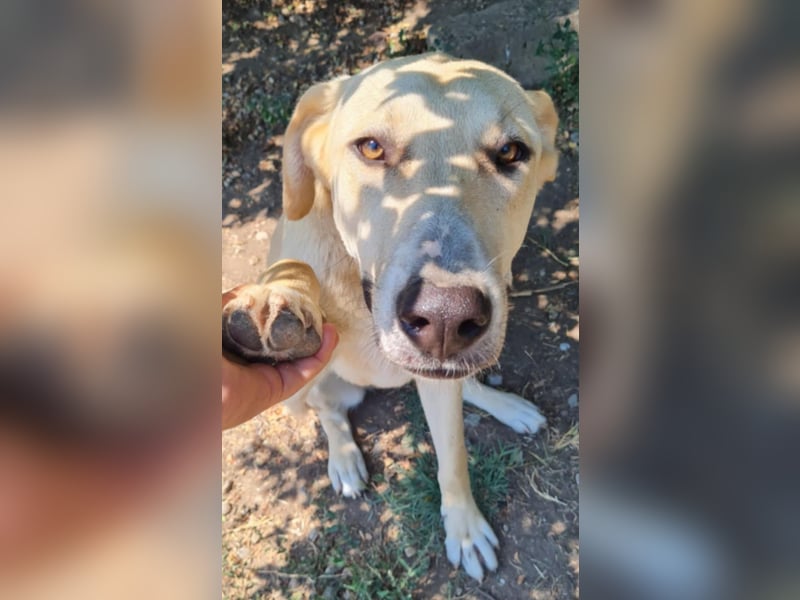 LOLA - sucht ihre Menschen