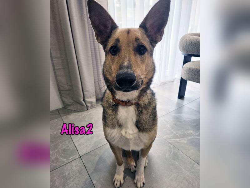 Alisa2 geb. 01/2022 (in Deutschland) - lebensfrohe und sensible Hündin!