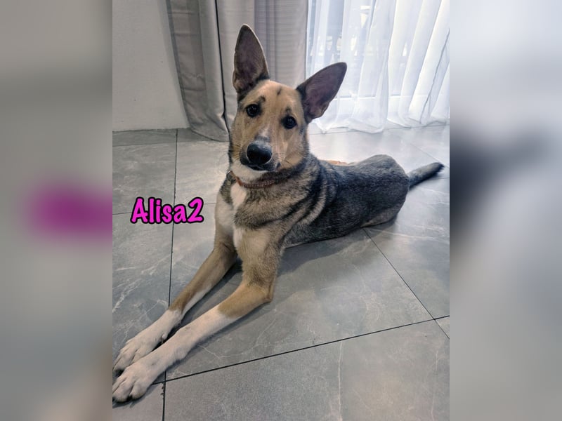 Alisa2 geb. 01/2022 (in Deutschland) - lebensfrohe und sensible Hündin!