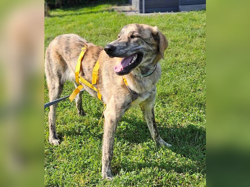 Draghino: sucht eine ruhige Familie