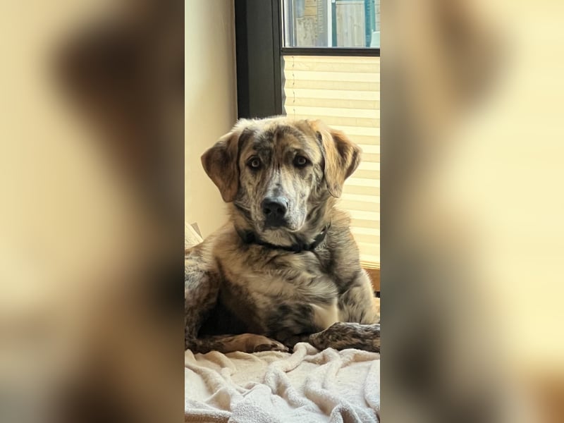 Draghino: es sollte nicht sein