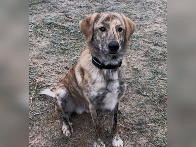 Draghino: es sollte nicht sein