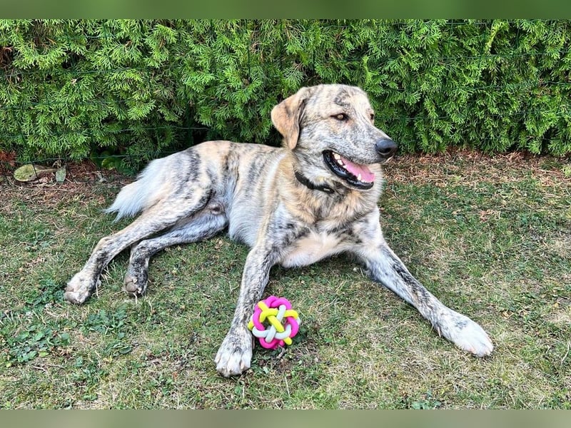 Draghino: sucht eine ruhige Familie