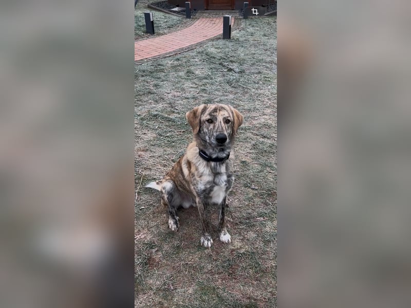 Draghino: es sollte nicht sein