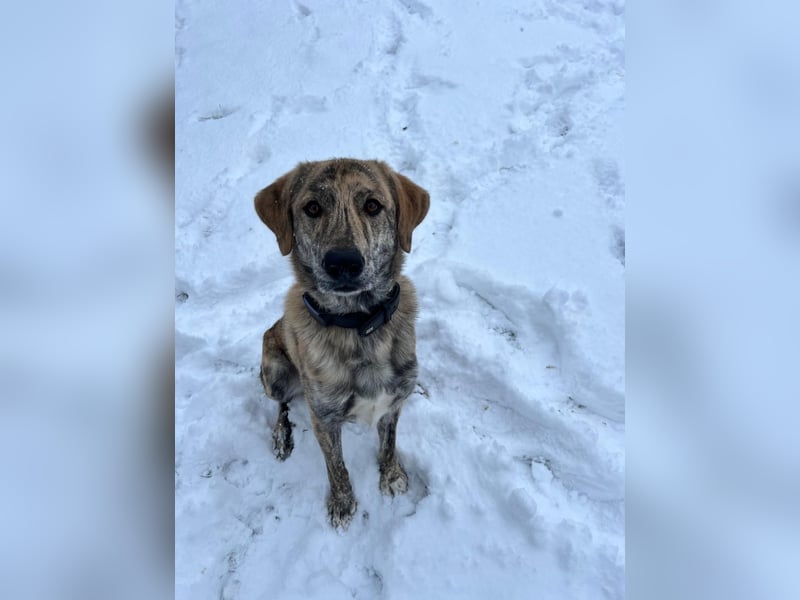 Draghino: es sollte nicht sein