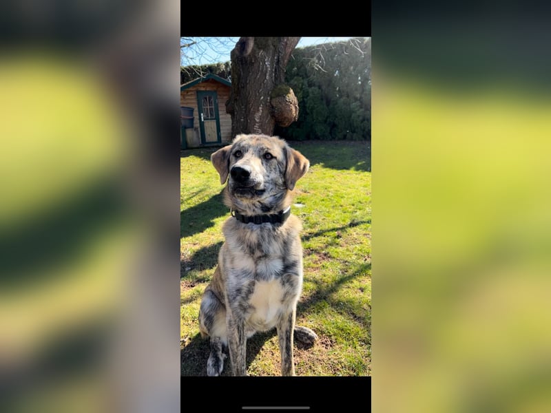 Draghino: es sollte nicht sein