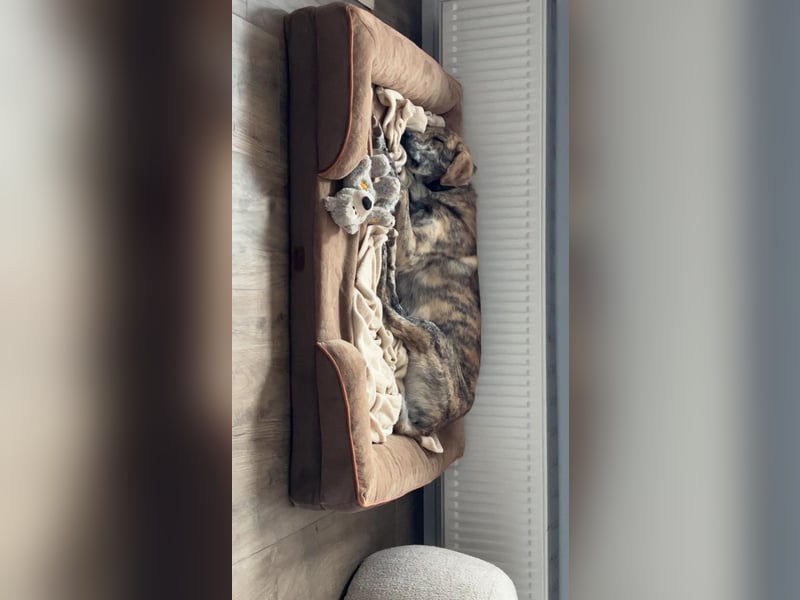 Draghino: es sollte nicht sein