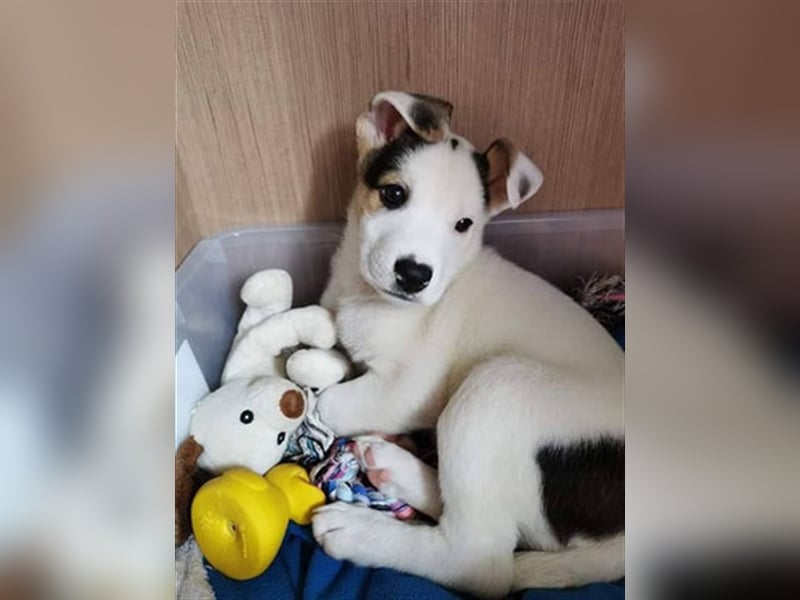Buddy Junior