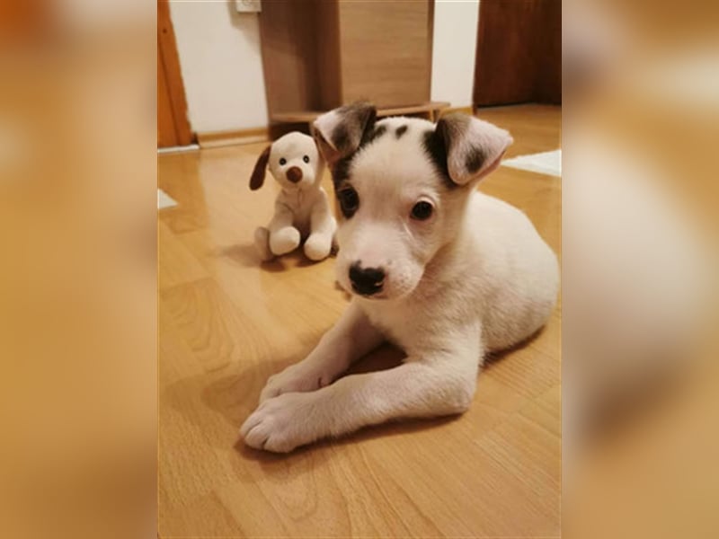 Buddy Junior