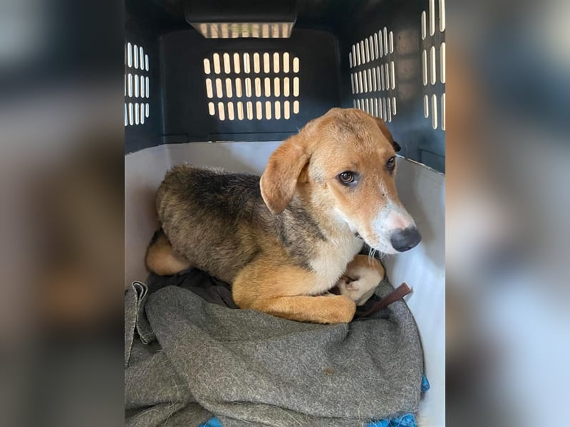 Emerentia sucht ruhiges Zuhause, gerne als Zeithund